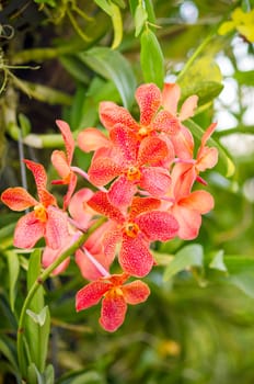 Orchid flower on green leaf