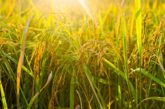rice field closeup.