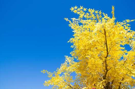 Autumn leaves with the blue sky background.