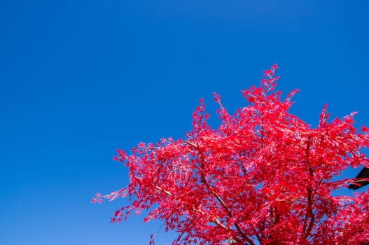 Autumn leaves with the blue sky background.