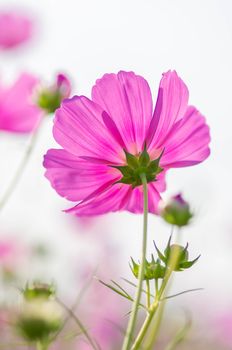 Pink cosmos flowers in Thailand