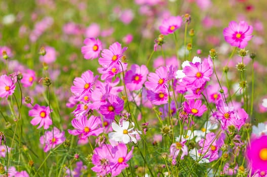 Pink cosmos flowers in Thailand