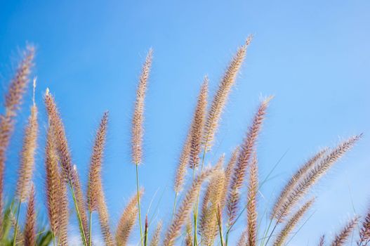 Flowering grass on blue sky.