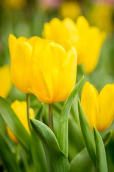 Yellow tulip with blur background.