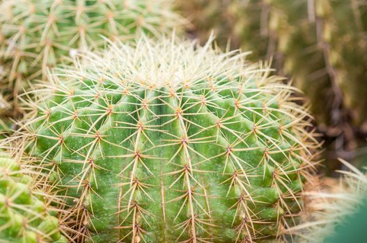 Golden ball cactus in plant nursery.