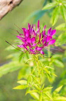 Spider flower(Cleome hassleriana) in the garden for background use.