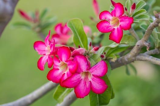 Adenium obesum, Desert Rose, Impala Lily, Mock Azalea