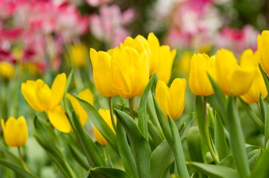 Yellow tulip with bokeh