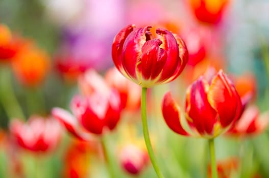 Red tulip with bokeh