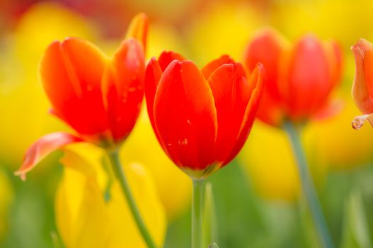 Red tulip with bokeh