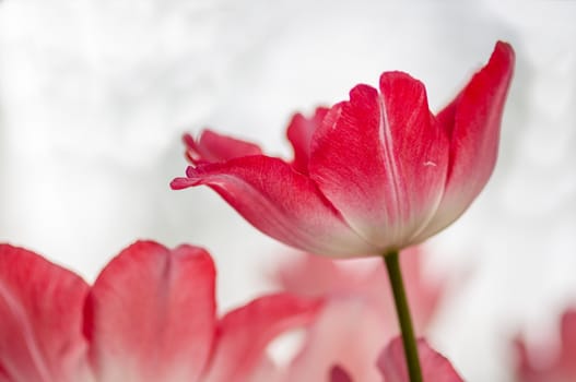 Red tulip with bokeh