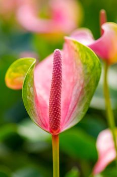 Flamingo Flower, antherium plants.