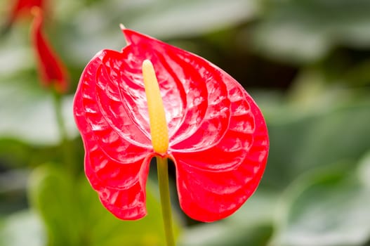 Flamingo Flower, antherium plants.