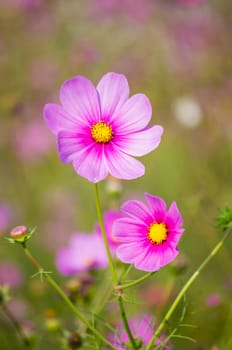 Cosmos flowers in garden.