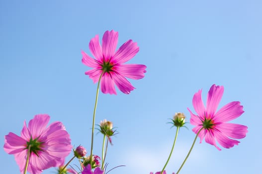 Cosmos flowers in garden.