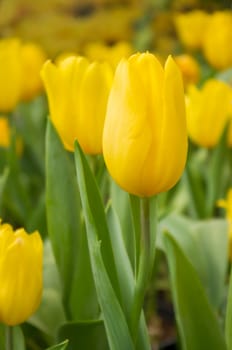 Yellow tulip with bokeh