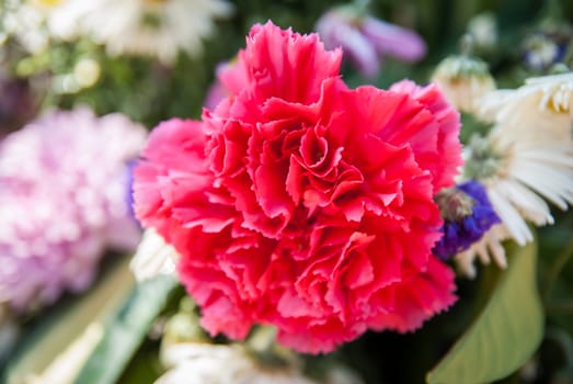 Pink carnation flower.