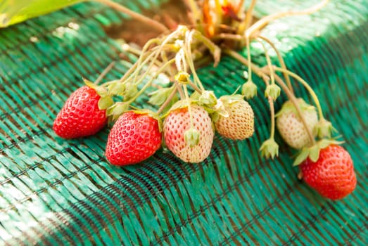 Fresh strawberries in farm.