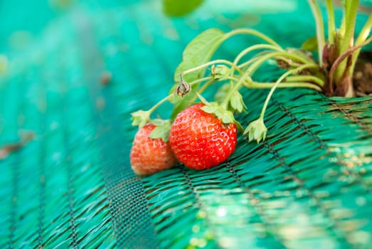Fresh strawberries in farm.