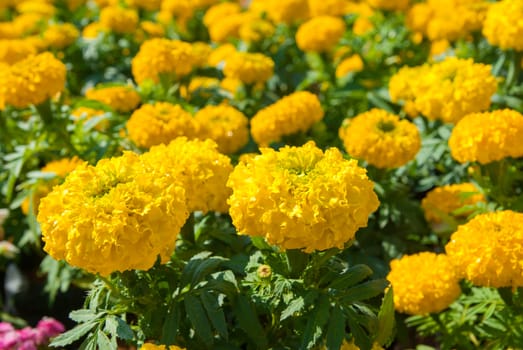 Yellow Flower, Marigold close up