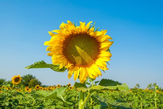 Sunflowers field with blue sky.