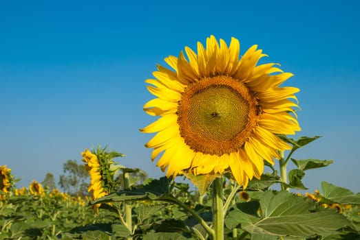 Sunflowers field with blue sky.