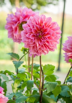 Dahlia flower in garden. Closeup