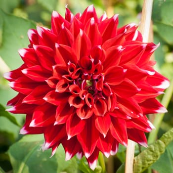 Dahlia flower in garden. Closeup