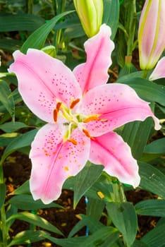 Colorful of lily flower.