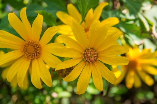 Crop the Mexican sunflower weed