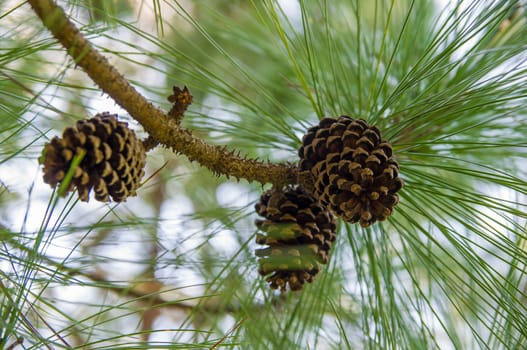 Branch with cones. Larix leptolepis