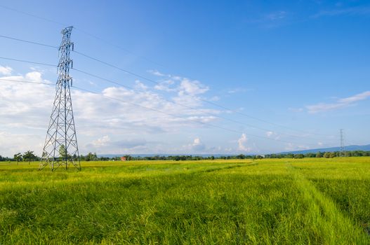 high voltage post.High-voltage tower on green rice field with sky background.