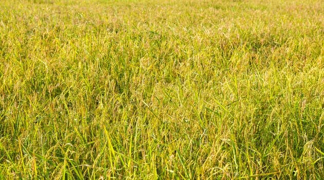 Gold color rice field in Thailand.