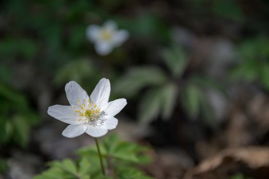 wood anemone grows wild in the undergrowth