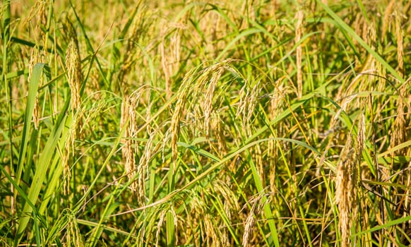 Rice field close up.