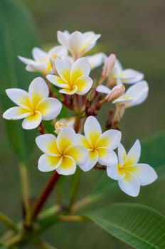 Close up of plumeria flower blossom.