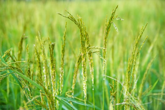 Rice field close up.