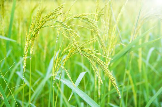 Rice field close up.