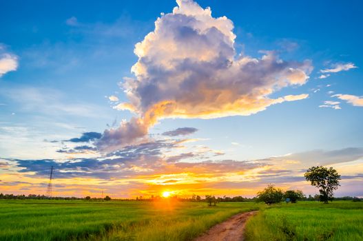 sunset over rice fields, Thailand.