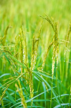 Rice field close up.