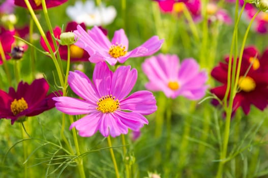 pink cosmos flowers in garden.