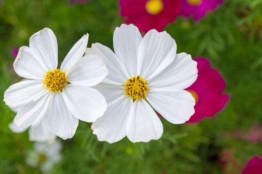 pink cosmos flowers in garden.