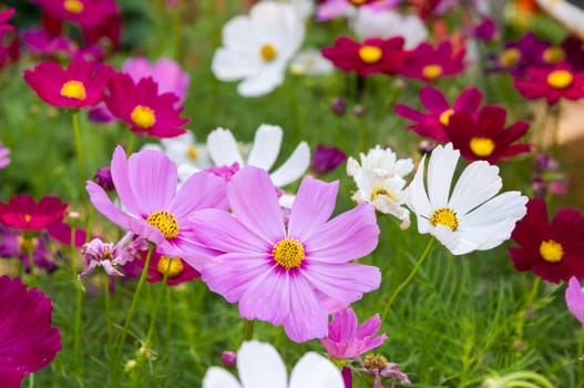 pink cosmos flowers in garden.