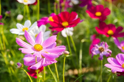 pink cosmos flowers in garden.