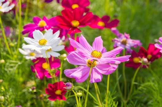 pink cosmos flowers in garden.