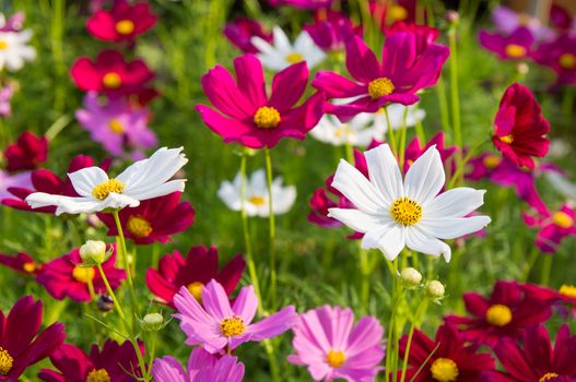 pink cosmos flowers in garden.