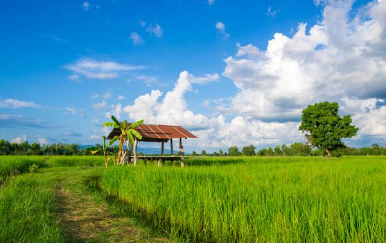 Thai traditional hut at green rice field