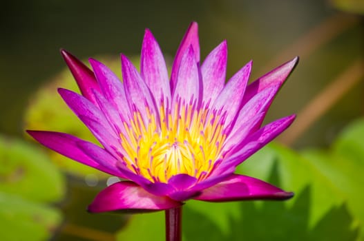 Beautiful water lily closeup, macro