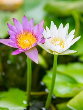 Beautiful water lily closeup, macro