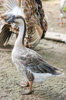 Domestic Goose (Embden goose)